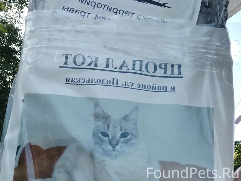 Пропал кот, ул. Подольская