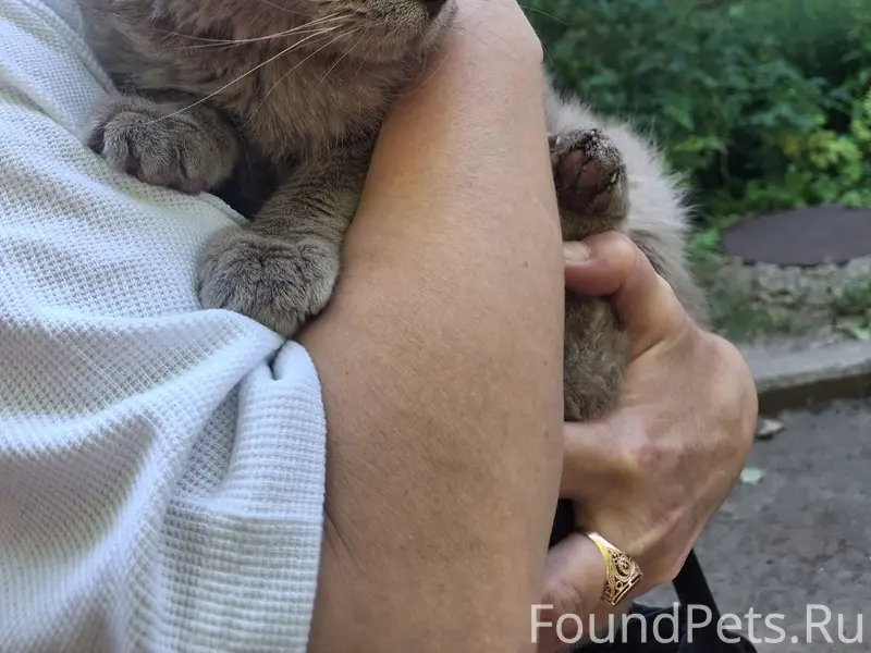 Найден кот, ул. Комсомольская