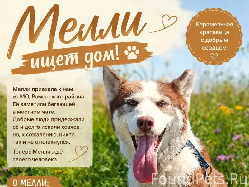 Найдена хаски Мелли, Петушинский район