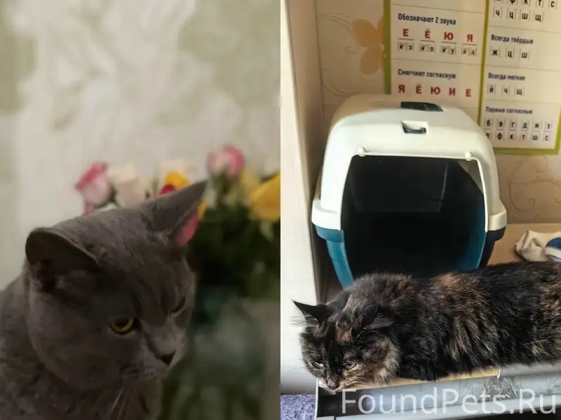 Пропал кот Люцик, Приокский район