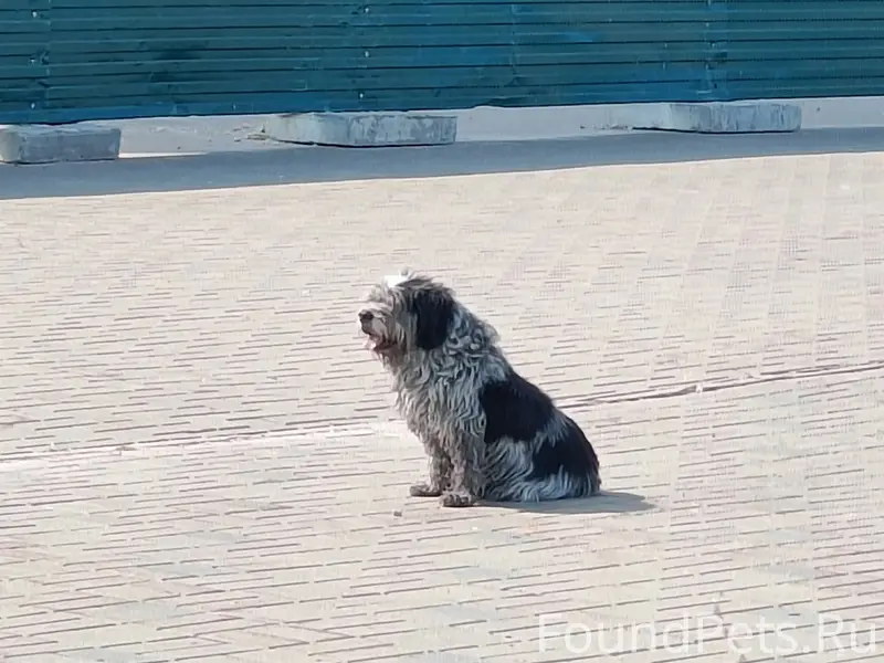 Найден пёс, нуждается в помощи