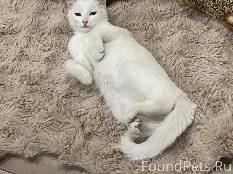 Пропал кот Лаки, Красные Ткачи
