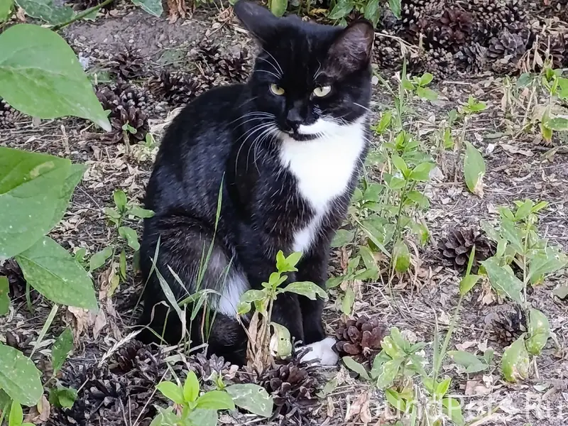 Найден котик с коротким хвостиком, район ТЦ Народный