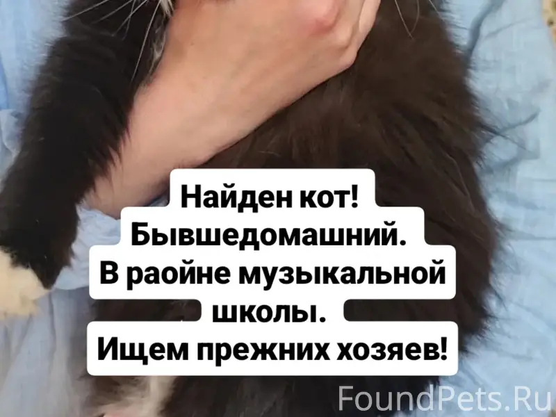 Найден бывшедомашний кот, Новополоцк