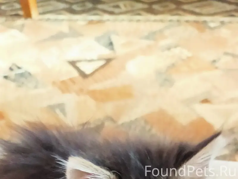 Найдена кошка Мыша