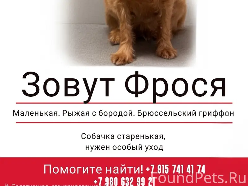 Пропала собака, г. Кимры