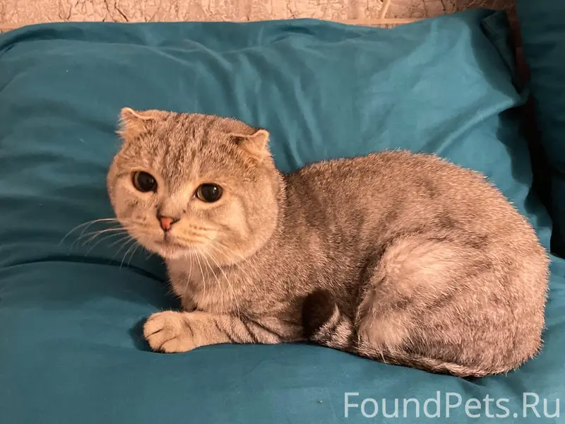Найден котёнок, мальчик, Космонавтов 12