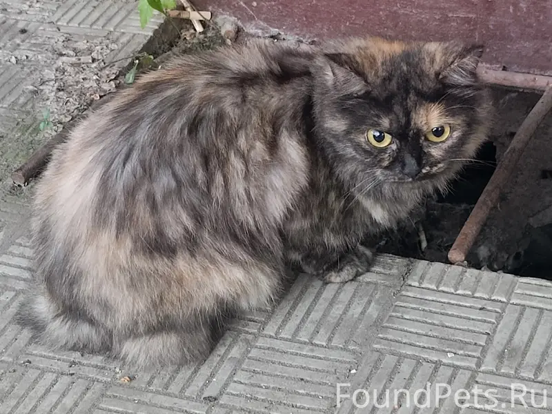 Найдена кошка хромающая на заднюю лапу, Проспект труда