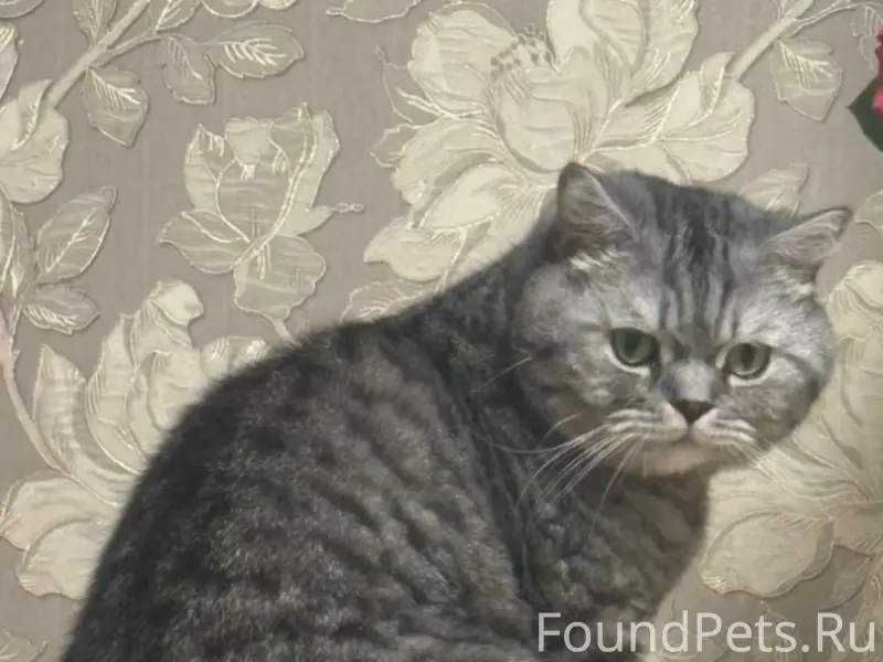 Пропал домашний кот, ул. Яна Фабрициуса