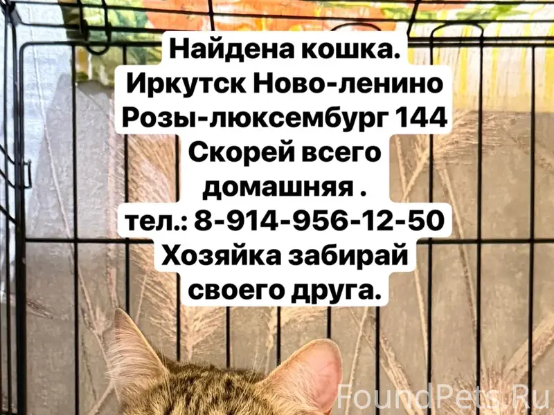 Найдена кошка, Ново-Ленино, Розы Люксембург, 144