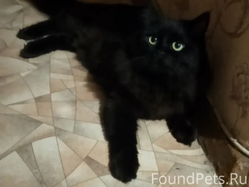 Пропал кот Бульдог, район нефтебаза Вокзальная