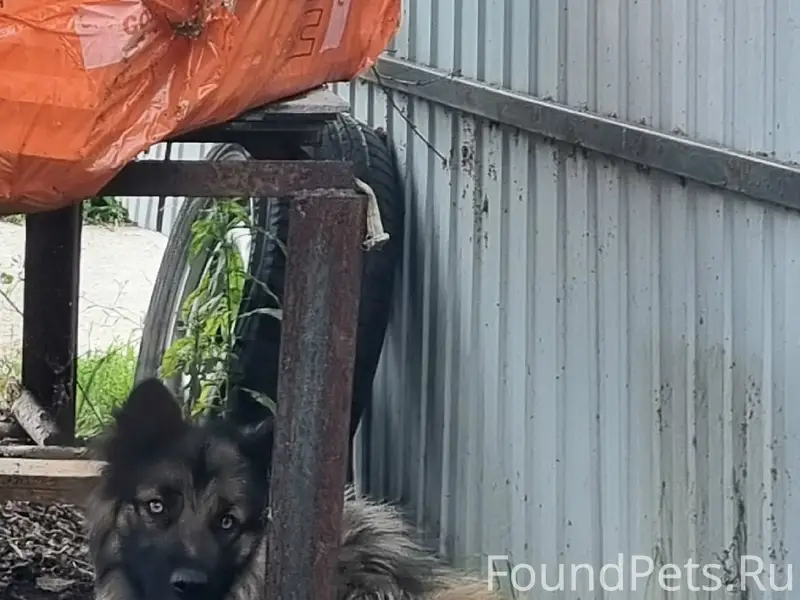 Найден пёс, начало ул. Розы Люксембург