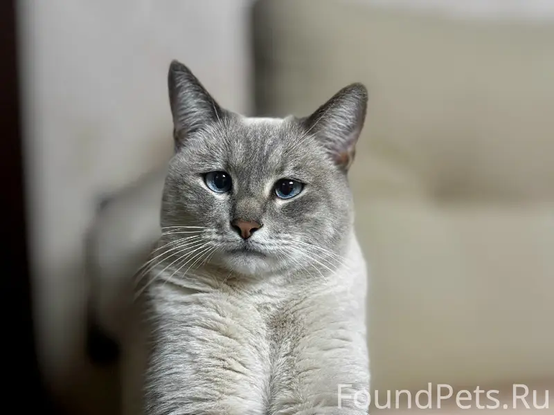 Пропал кот Боник, район 3 школы