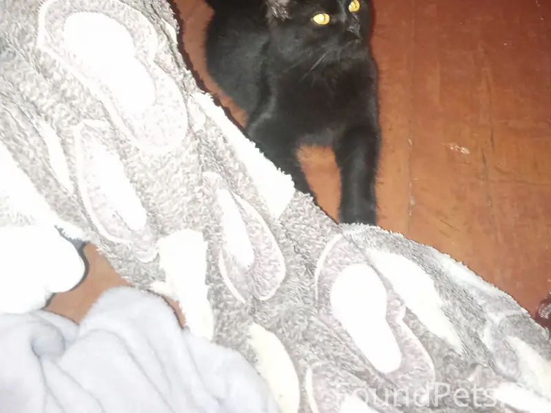 Найдена кошка, Остров3