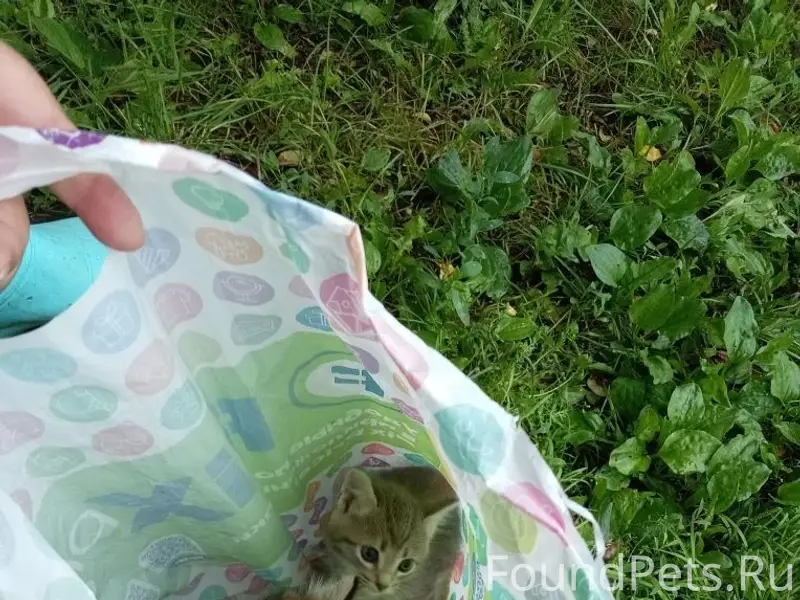 Найдена кошка, серенькая девочка