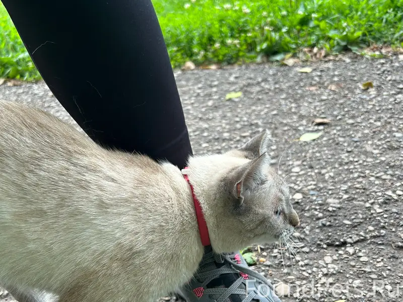 Найдена кошка, около тропы, около садика