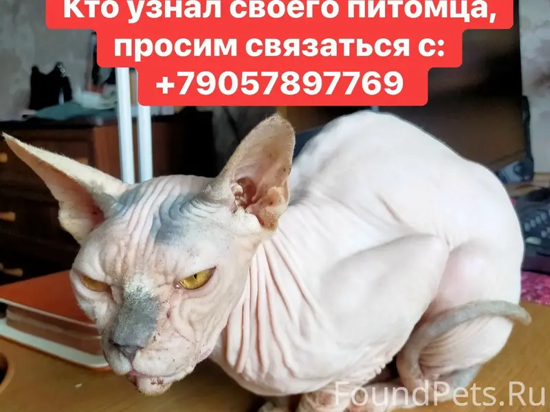 Найдена кошка-сфинкс, Раменское