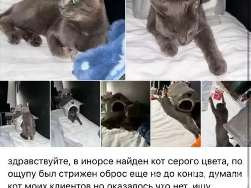 Найден кот, Инорс