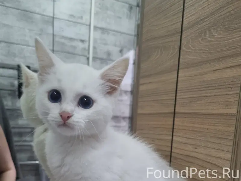 Найден котёнок, 2-й микрорайон