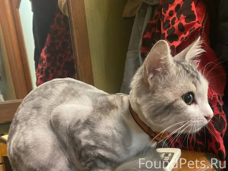 Найдена кошка, район ул. Толстого, Севастополь