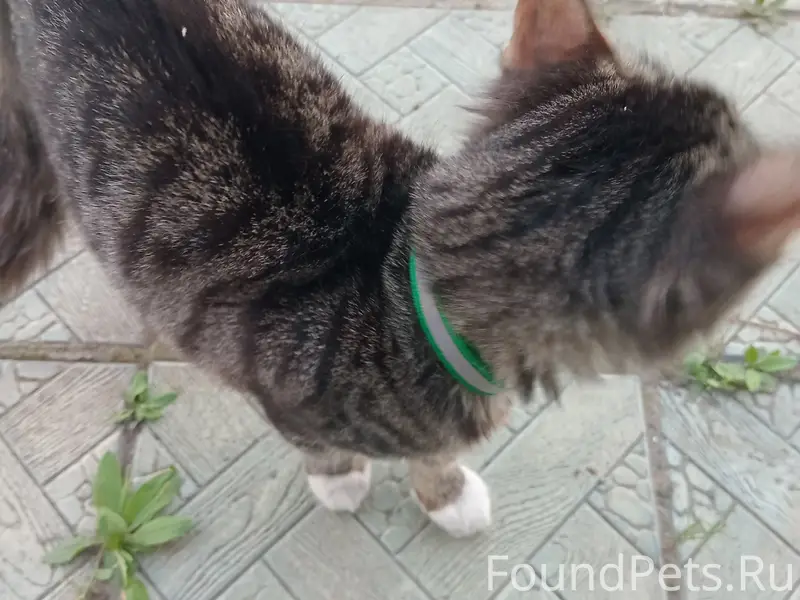 Найден котёнок, Генерала Тихонова