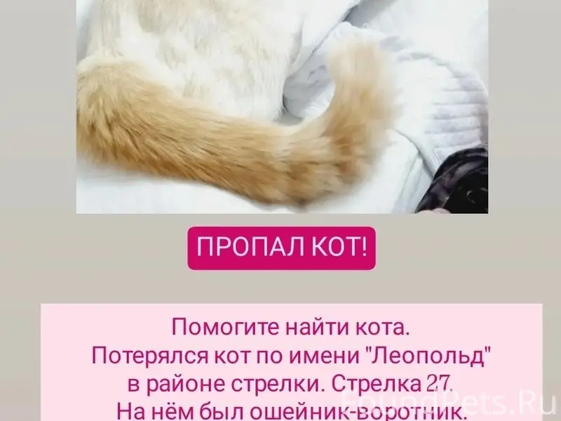 Пропал кот, неизвестно где