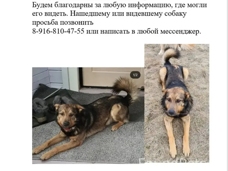 Пропал пёс, днт "Лесное озеро"