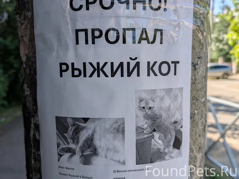 Пропал кот, ул. Индустриальная / Станкостроительная