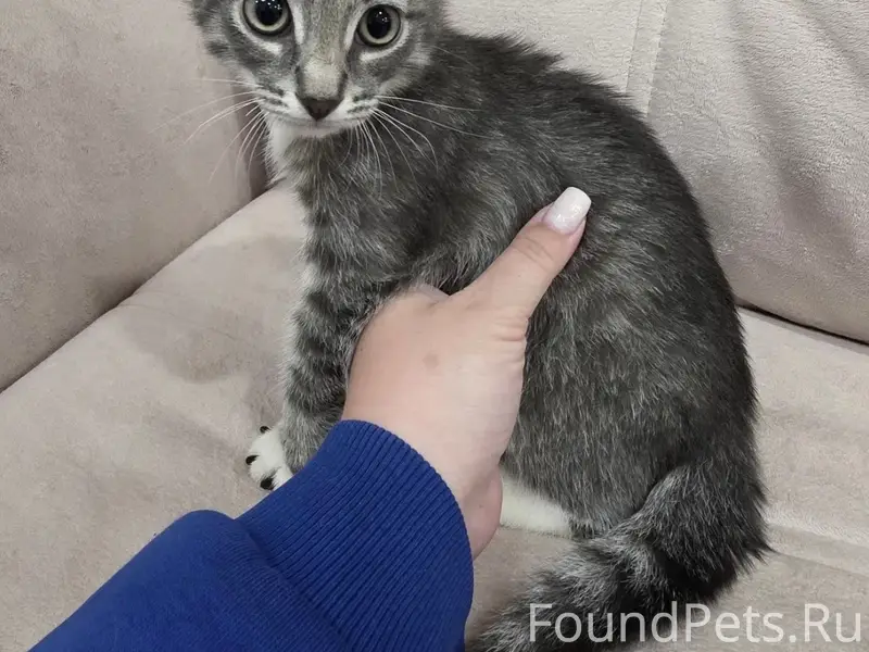Найден кот, Раздольная 2/4