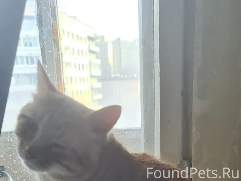 23.06.26 г  пропал рыжий кот с ул Бабушкина