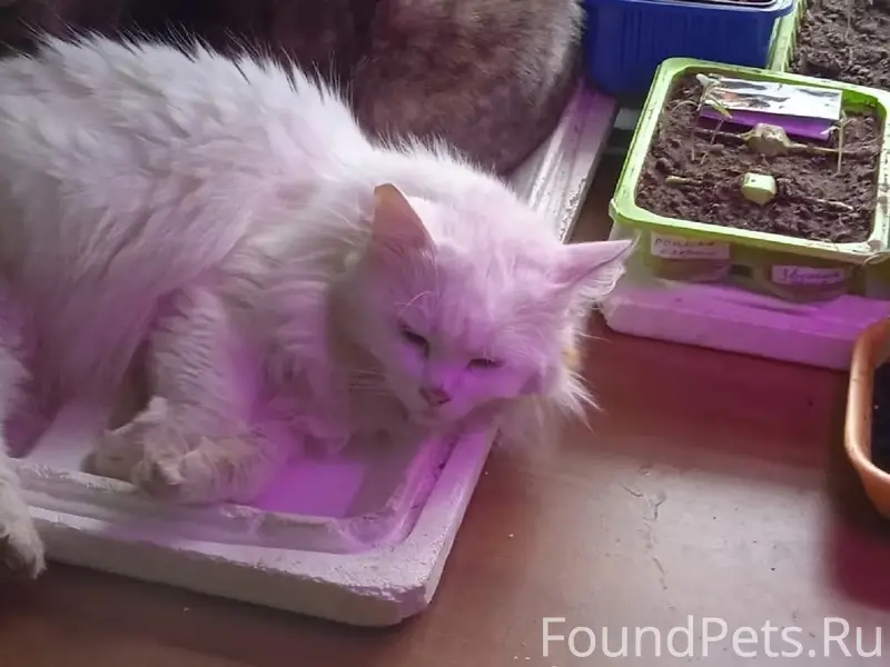 Пропала белая кошка Мася