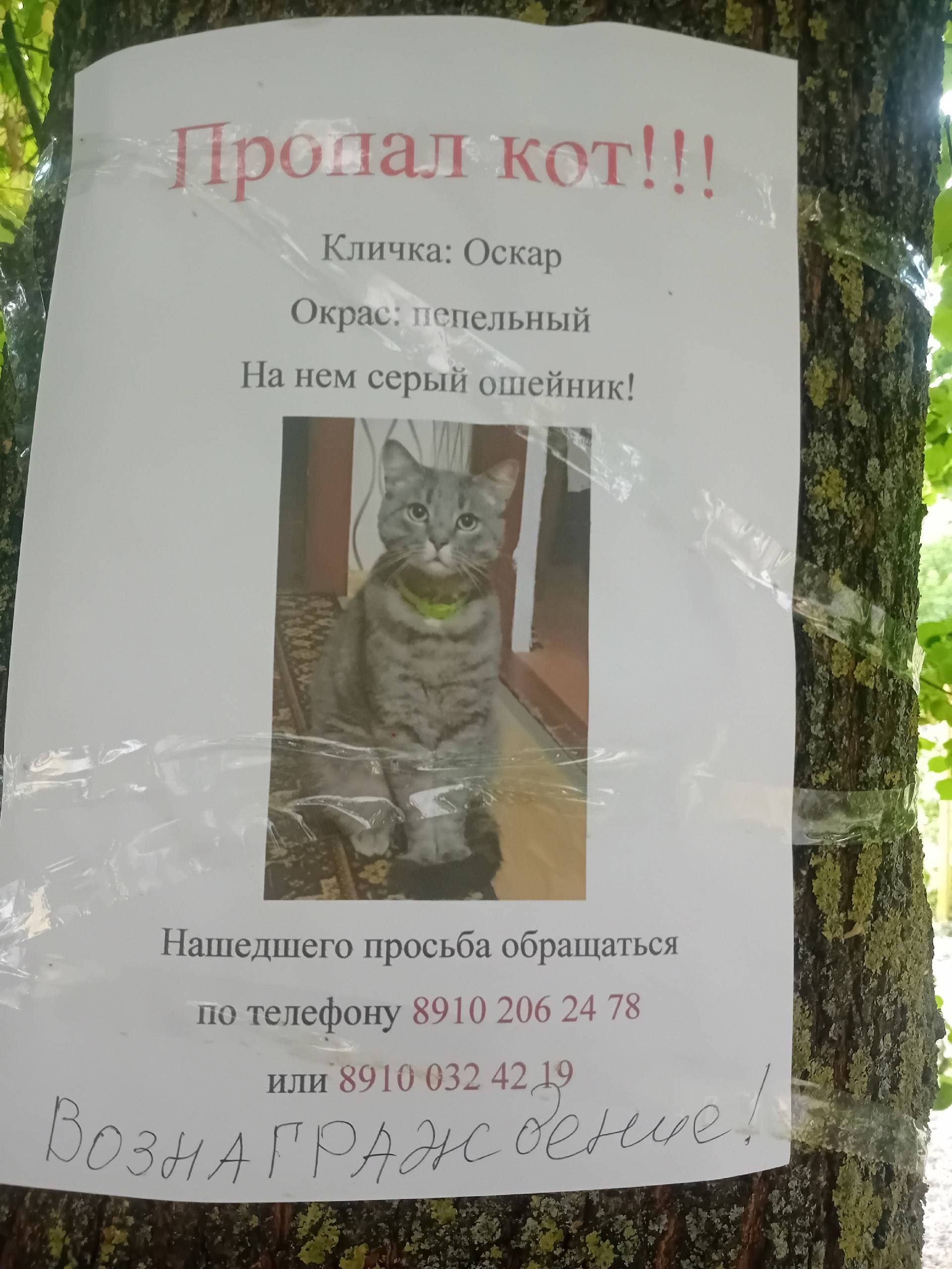 Пропал кот, Костомаровская/Максима Горького