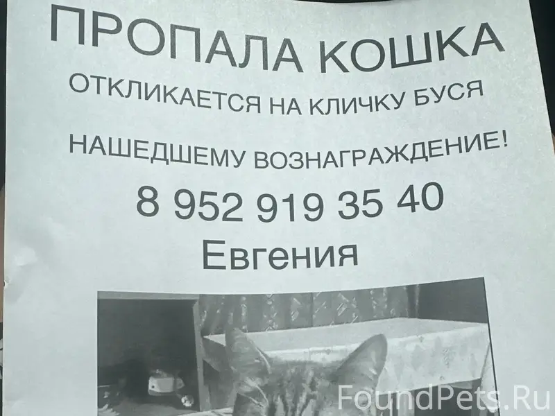 Пропала кошка, Новосибирск, село Барышево