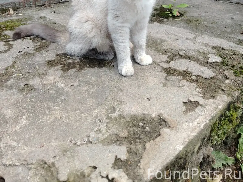 Найдена кошка, ул. Герцена, 8