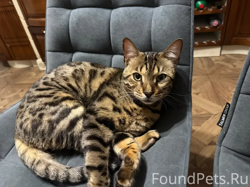 Пропал бенгальский кот, улица Ленинградская