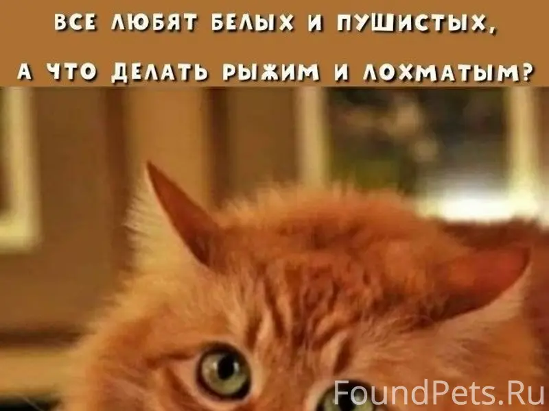 Пропала серая кошка, пропал серый котик