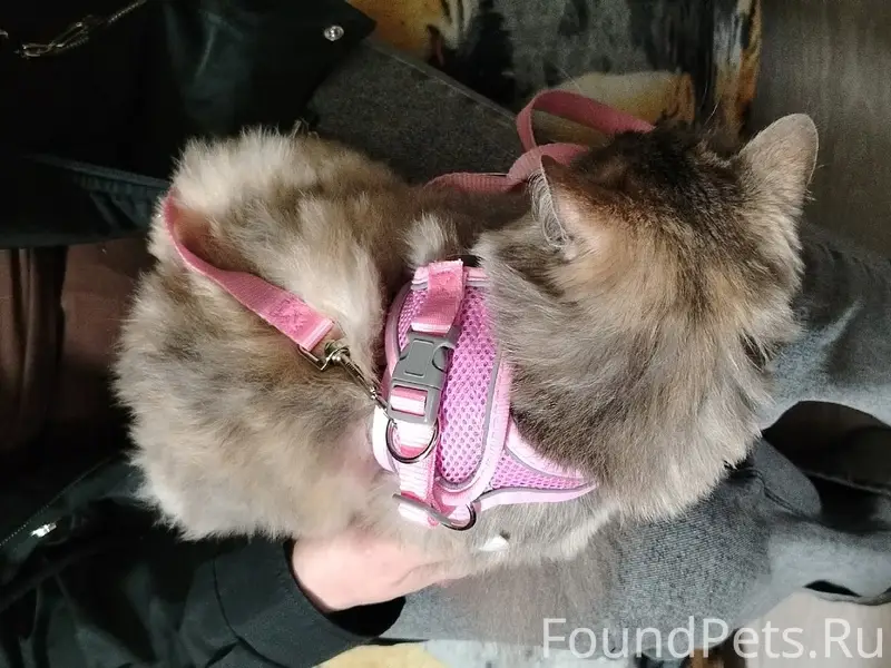 Найдена кошка, переулок Молодёжный