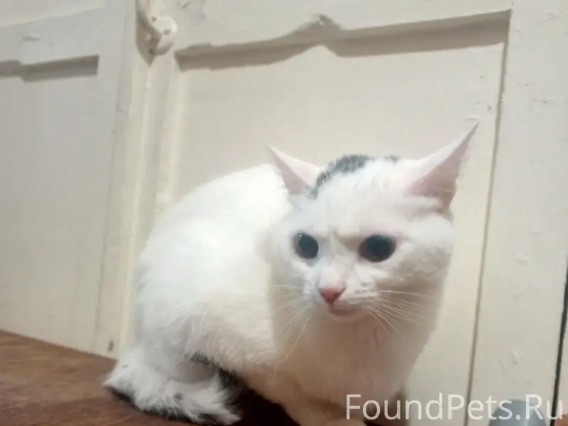 Найден котёнок, Полярный