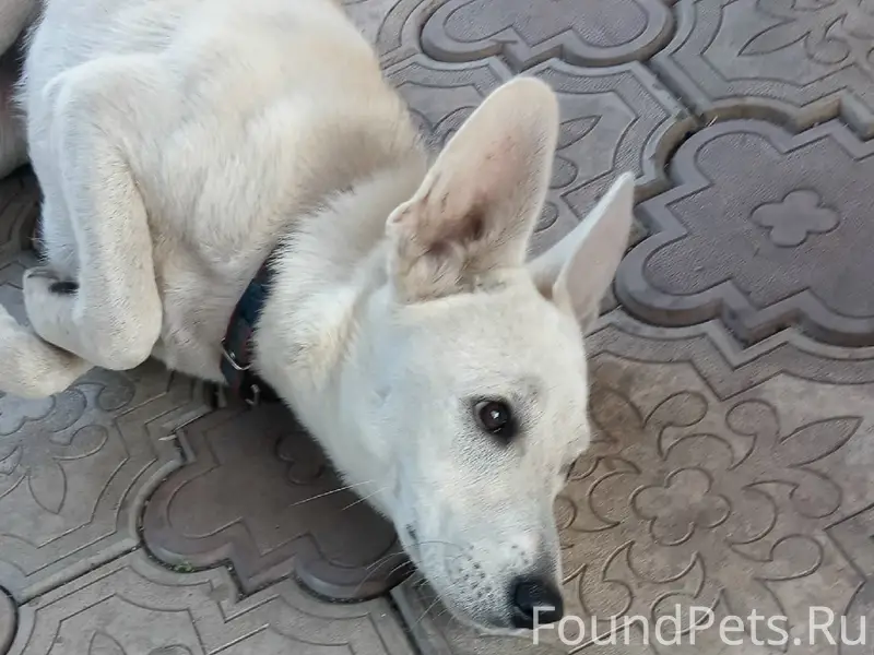 Найден пёс Сокол, Липецк