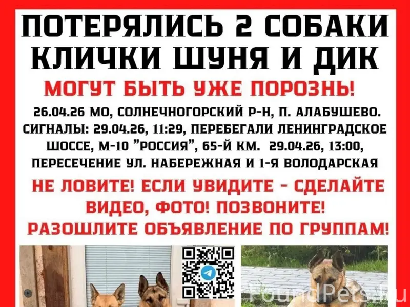 Пропавшая пара собак: Шуня и Дик, Солнечногорский район