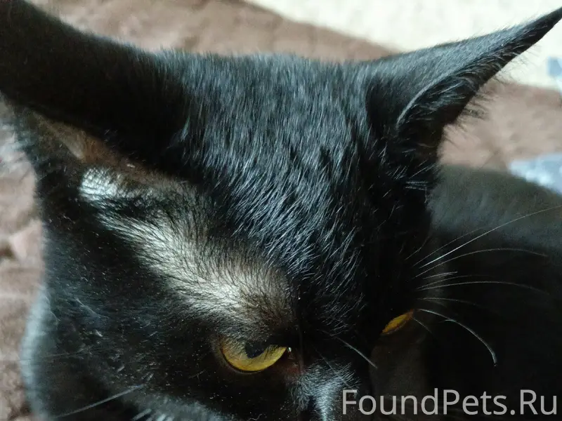 Пропал кот, черный, пос. Коксовый-2