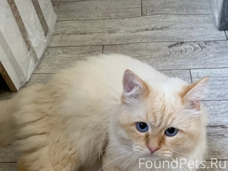 Пропал кот Федя, улица Титова