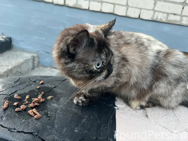 Найдена кошка, улица Деловая