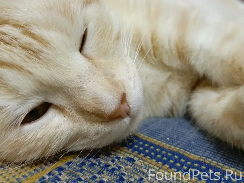 Пропала кошка, светло персикового цвета, ул. Космонавтов