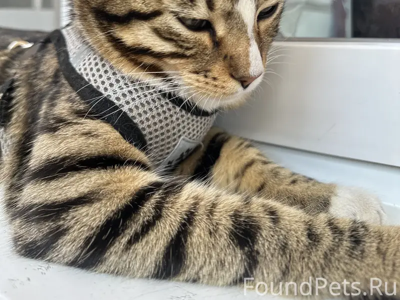 Пропал Кот
