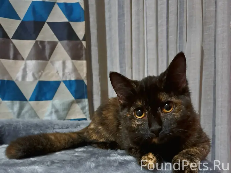 Пропала кошка, район 5 поликлиники