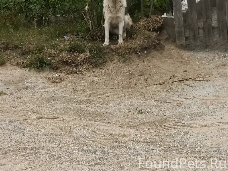 Пропала собака, п. Труда