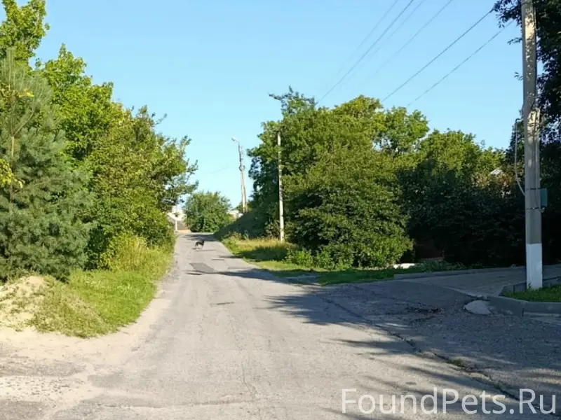 Пропала собака Ляля
