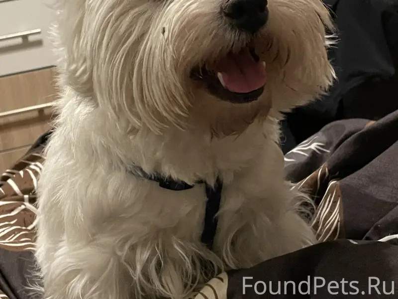 Пропала белая собака 