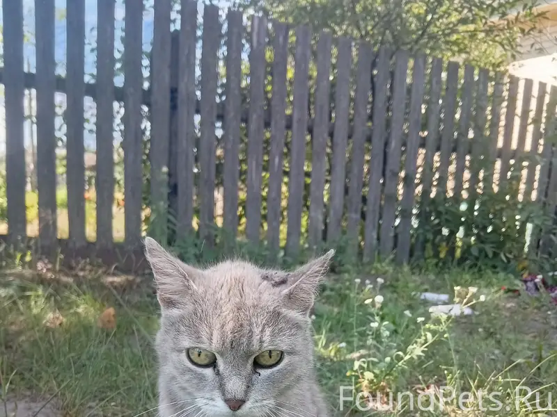 Найдена кошка, серый окрас в полоску, лес